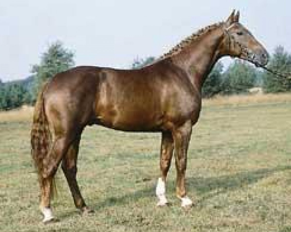 Deckhengst Goldjunge (Hannoveraner, 1979, von Grenadier)