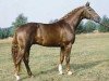 stallion Goldjunge (Hanoverian, 1979, from Grenadier)