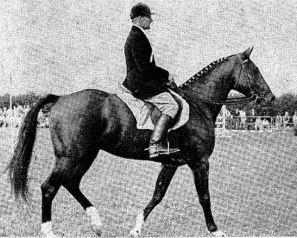 stallion Grandioso (Dutch Warmblood, 1965, from Apalatin AN)
