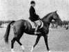 stallion Grandioso (Dutch Warmblood, 1965, from Apalatin AN)