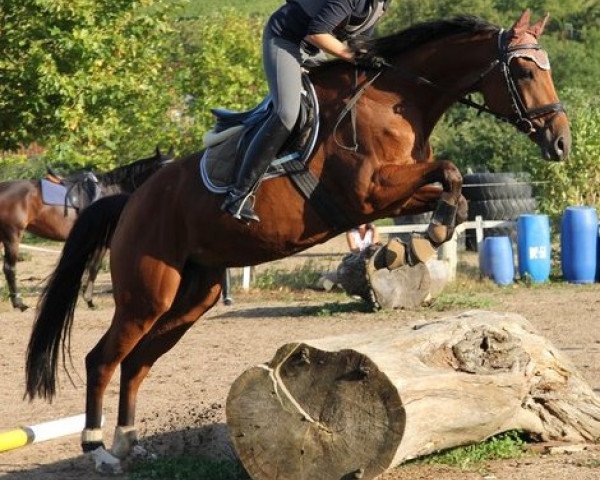 horse Martinique (Hanoverian, 2001, from Markus Deak xx)