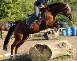 horse Martinique (Hanoverian, 2001, from Markus Deak xx)