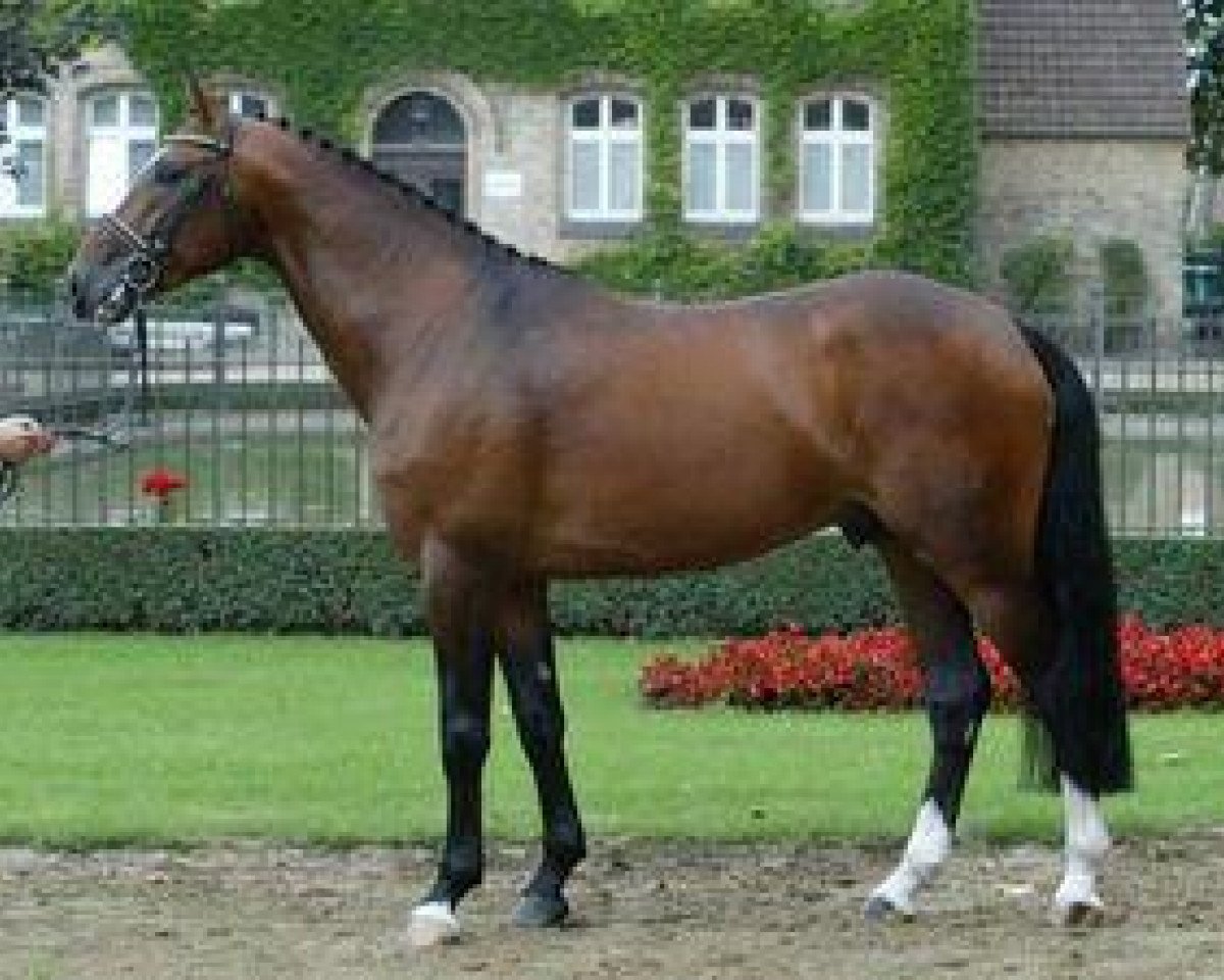 Deckhengst Landlob (Westfale, 2002, von Lancer III)