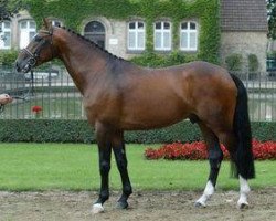 stallion Landlob (Westphalian, 2002, from Lancer III)