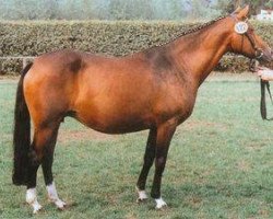 broodmare Nibelungenlied (German Riding Pony, 1980, from Nansen)