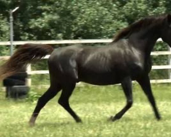 stallion Diktat xx (Thoroughbred, 1995, from Warning xx)