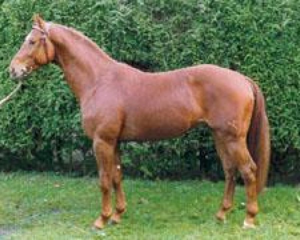 stallion Wendehals (Hanoverian, 1984, from Wendenburg)
