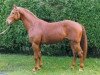 stallion Wendehals (Hanoverian, 1984, from Wendenburg)