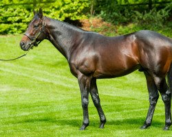 stallion Land Force xx (Thoroughbred, 2016, from No Nay Never xx)