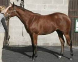 broodmare Theann xx (Thoroughbred, 2004, from Rock Of Gibraltar xx)