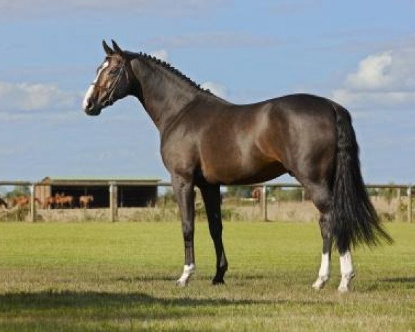 stallion Ferron (Holsteiner, 2005, from For Pleasure)