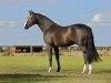 stallion Ferron (Holsteiner, 2005, from For Pleasure)