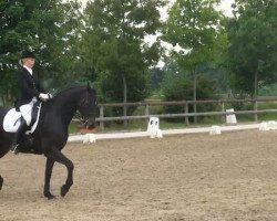 dressage horse Gina (Rhinelander, 1995, from Gaudeamus)