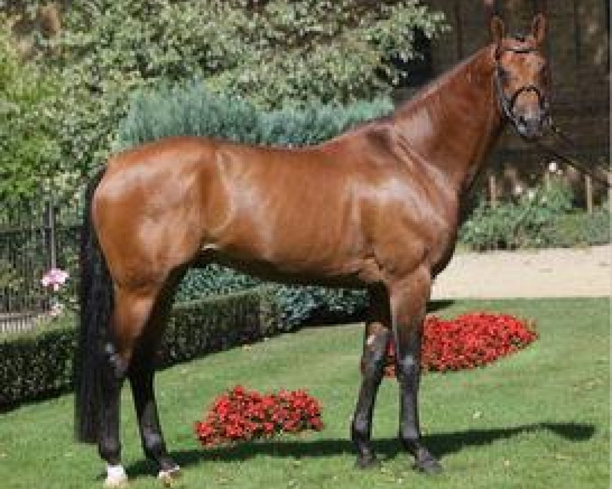 stallion Expansion (Westphalian, 2005, from Ehrentanz I)