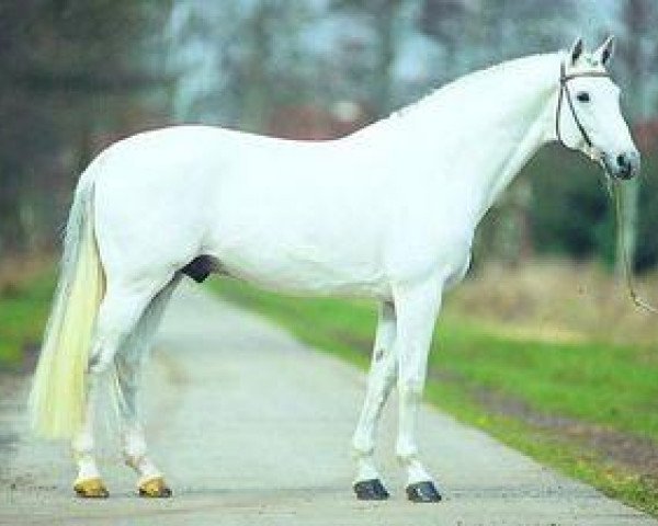 stallion Scarlatti (Hessian Warmblood, 1991, from Silvano)