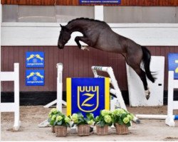 jumper Taloubet Pur U Z (Zangersheide Reitpferd, 2017, from Taloubet Z)