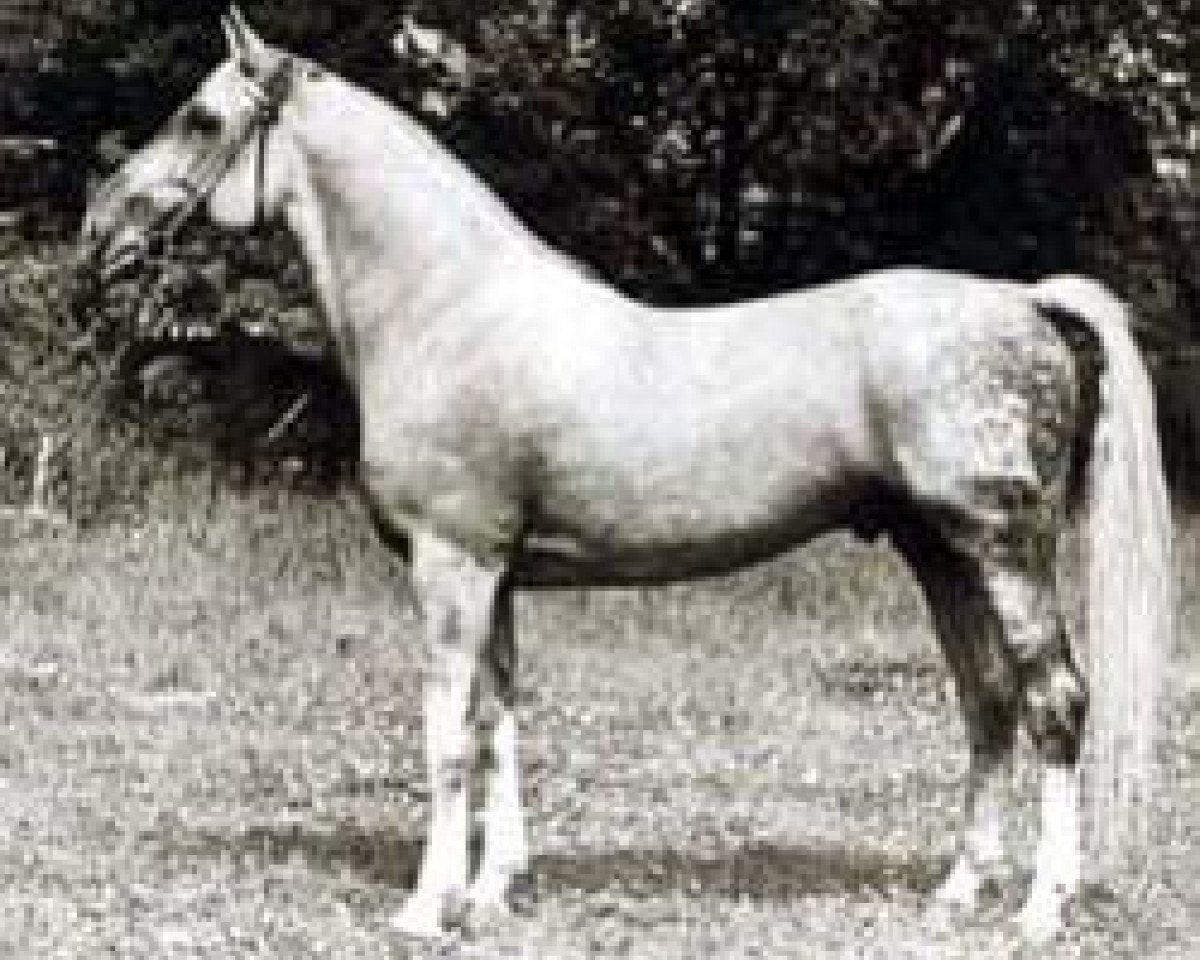 stallion Komet 2567 (Mecklenburg, 1959, from Körling)