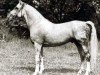 stallion Komet (Mecklenburg, 1959, from Körling)