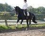 dressage horse Fontelesa (Hanoverian, 2017, from Foundation 2)