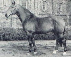 stallion Dorn (Westphalian, 1947, from Dwinger)