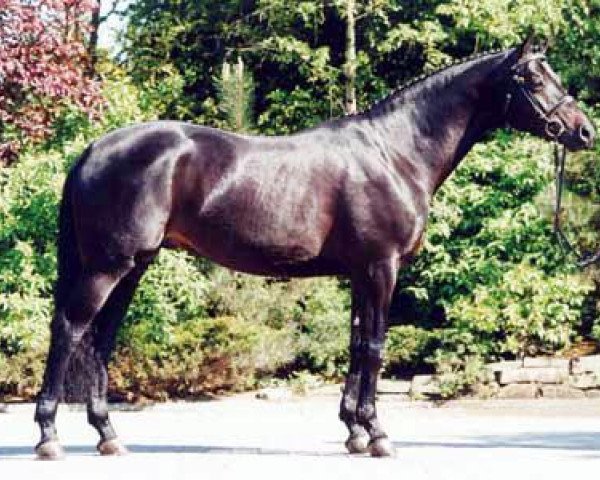 stallion Titelheld (Trakehner, 1996, from Hohenstein I)