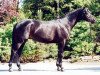 stallion Titelheld (Trakehner, 1996, from Hohenstein I)