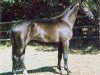 dressage horse Herzfunke (Trakehner, 2001, from Angard)
