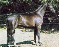 dressage horse Herzfunke (Trakehner, 2001, from Angard)