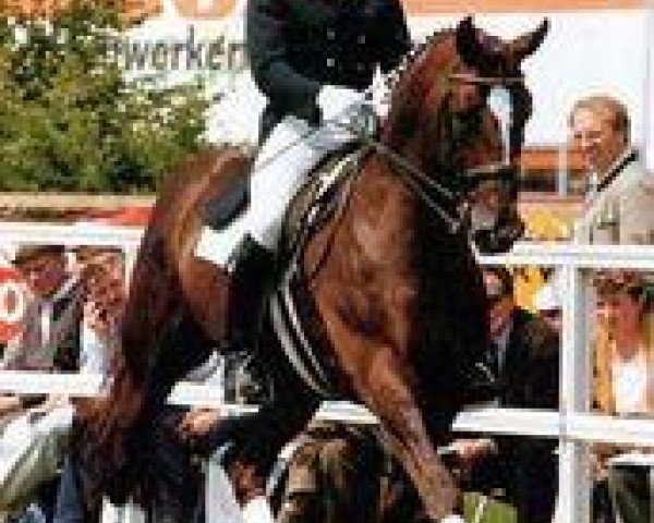 stallion Philippo (Hanoverian, 1977, from Weltmann)