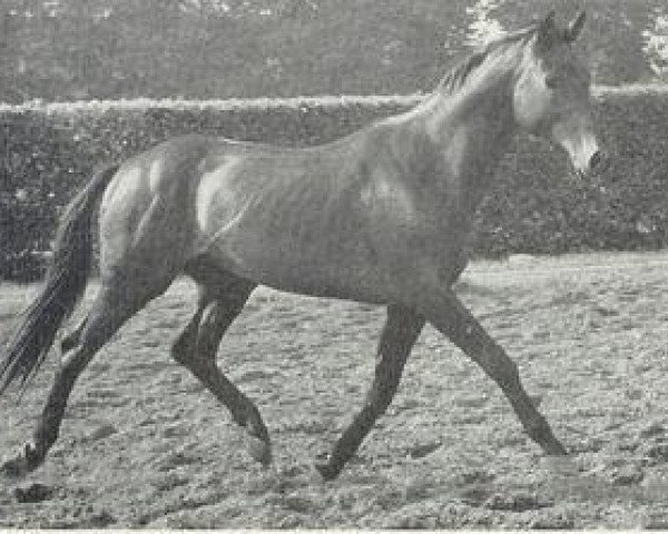 horse Jonkheer xx (Thoroughbred, 1948, from Magnat xx)