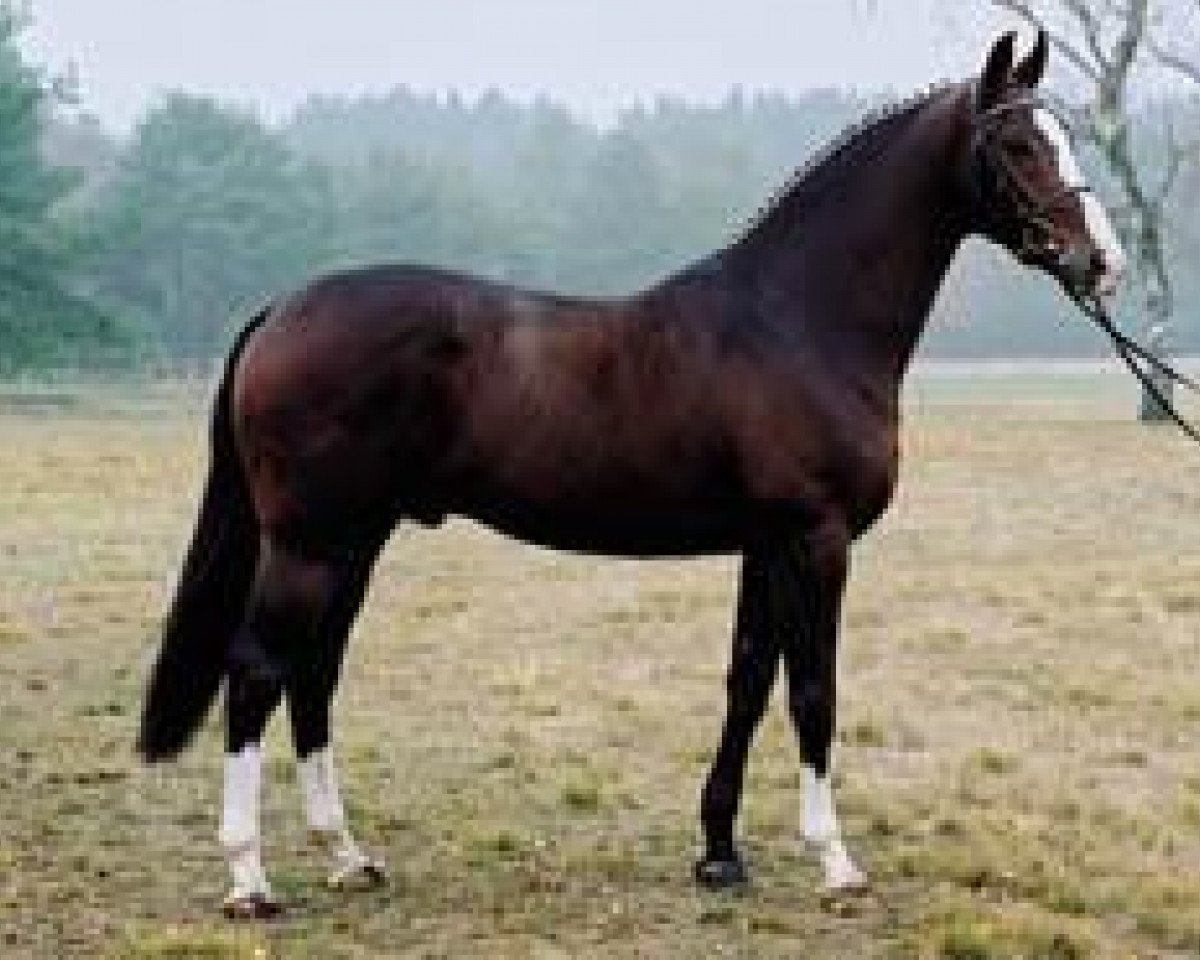 stallion Toronto (KWPN (Royal Dutch Sporthorse), 2000, from Now Or Never M)