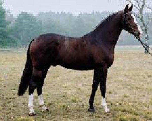 stallion Toronto (Dutch Warmblood, 2000, from Now Or Never M)