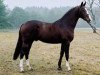 stallion Toronto (KWPN (Royal Dutch Sporthorse), 2000, from Now Or Never M)