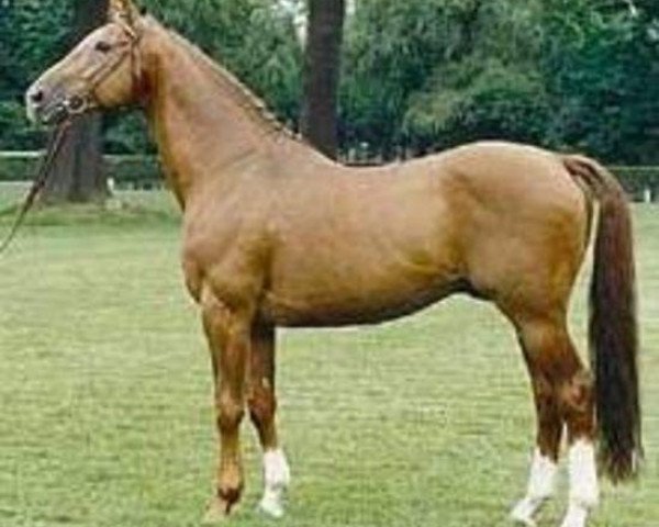 stallion Gutenberg (Hanoverian, 1974, from Good Match xx)