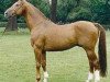 stallion Gutenberg (Hanoverian, 1974, from Good Match xx)