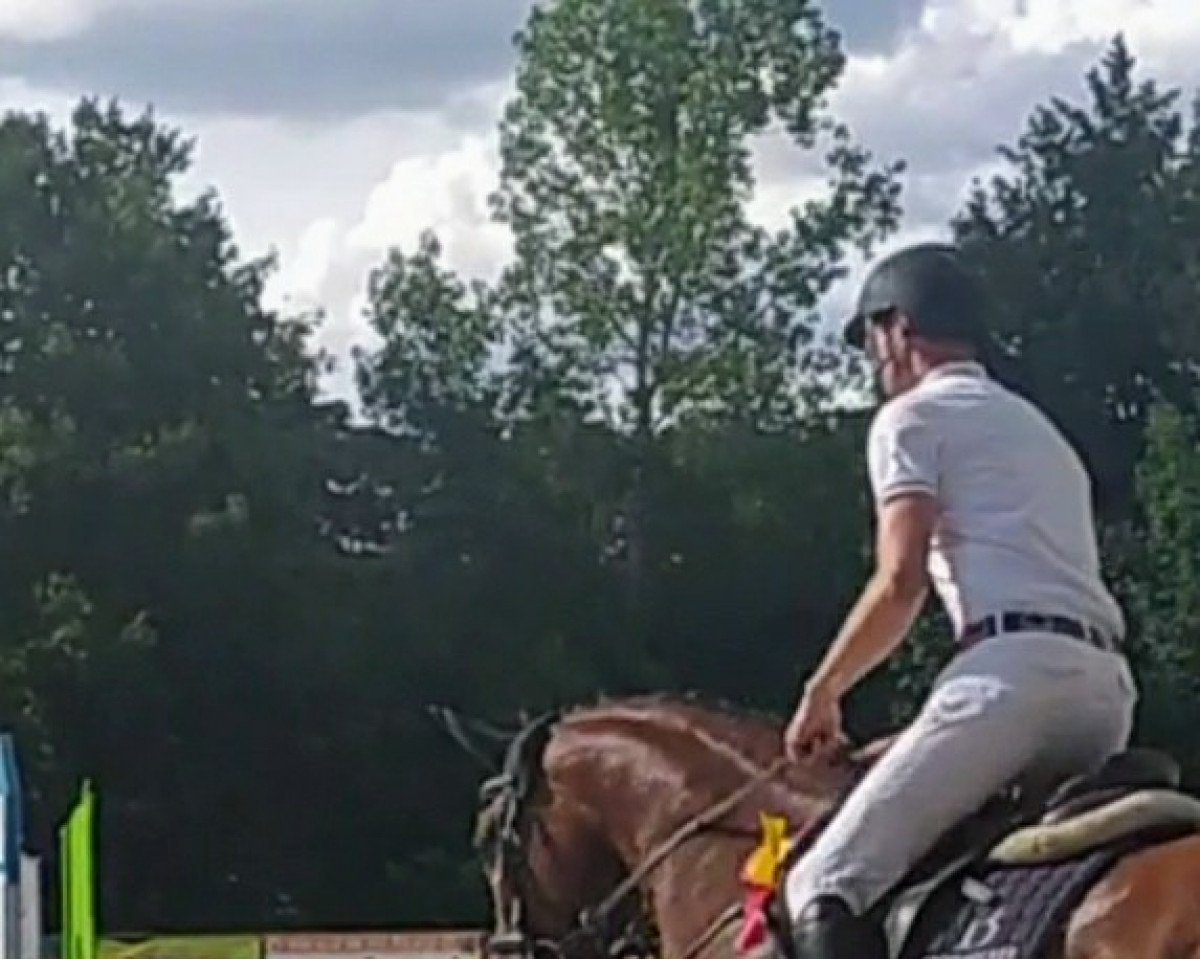 Springpferd Atlantica 19 (Oldenburger Springpferd, 2015, von Arko Junior Pms)