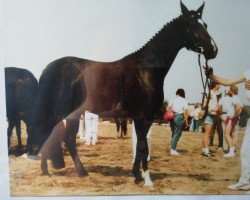 broodmare Ronette (Rhinelander, 1982, from Romanow)