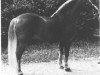 stallion 999 Anselmo (Haflinger, 1926, from Campi II)