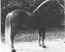 stallion 999 Anselmo (Haflinger, 1926, from Campi II)