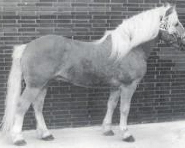 stallion 413 Hoferbe (Haflinger, 1966, from 12 Hofrichter)