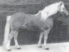 stallion 413 Hoferbe (Haflinger, 1966, from 12 Hofrichter)