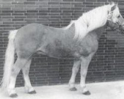 Deckhengst 413 Hoferbe (Haflinger, 1966, von 12 Hofrichter)