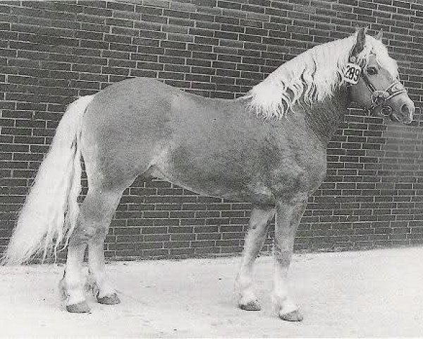 stallion Hofgast (Haflinger, 1965, from 12 Hofrichter)
