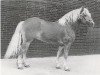 stallion Hofgast (Haflinger, 1965, from 12 Hofrichter)