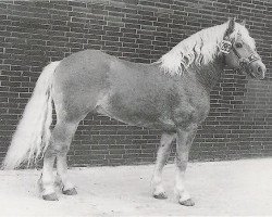 Deckhengst Hofgast (Haflinger, 1965, von 12 Hofrichter)