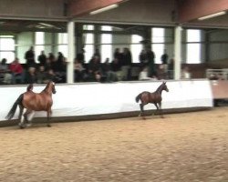 dressage horse Fayzah (Westphalian, 2012, from Fürst Piccolo)