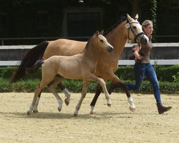 dressage horse Golden Charmeur NET (German Riding Pony, 2022, from Golden Grey NRW)