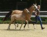 Dressurpferd Golden Charmeur NET (Deutsches Reitpony, 2022, von Golden Grey NRW)