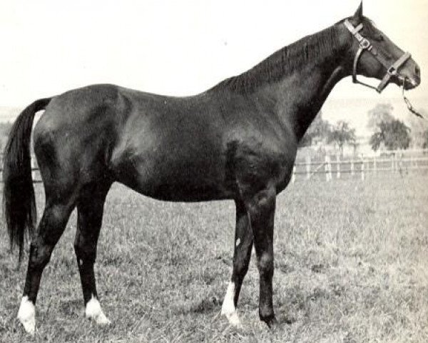 stallion Brantome xx (Thoroughbred, 1931, from Blandford xx)