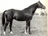 stallion Brantome xx (Thoroughbred, 1931, from Blandford xx)